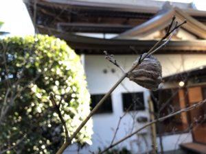 日蓮宗 松戸 本覚寺