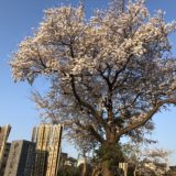 本覚寺　桜