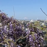 富士山と藤の花
