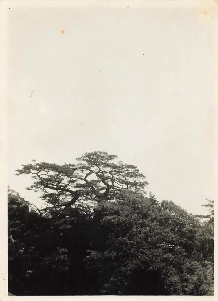 上本郷七不思議富士見の松