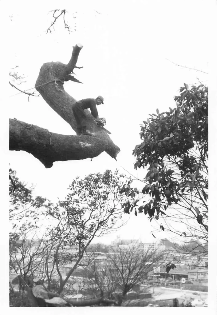 富士見の松伐採時の写真