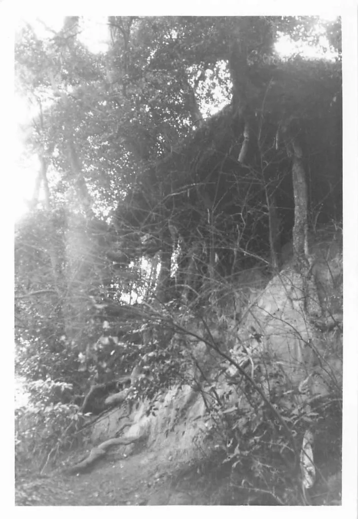 富士見の松(根元付近)