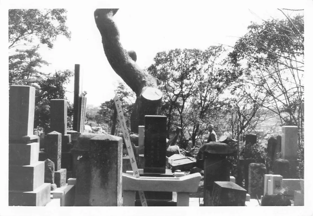 富士見の松伐採時の写真