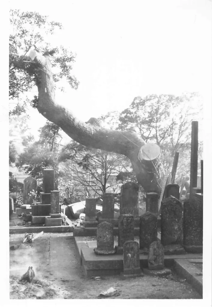 富士見の松伐採時の写真