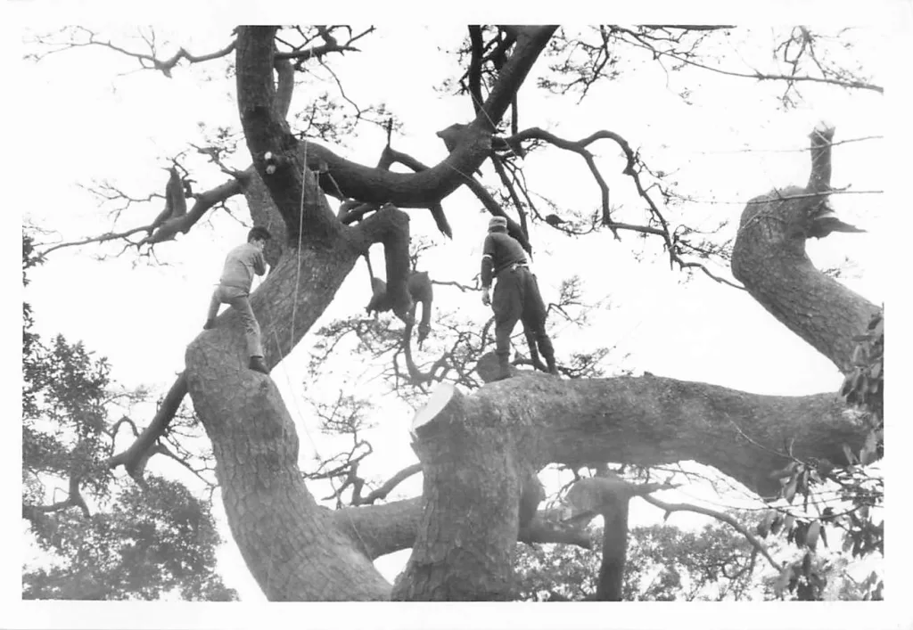 富士見の松伐採時の写真