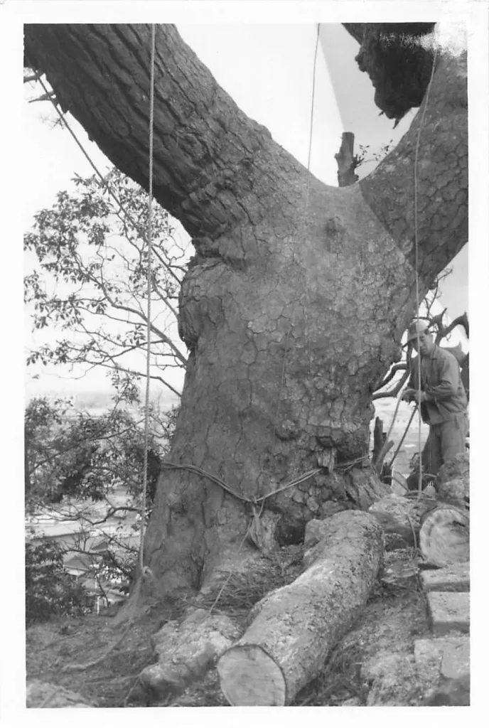 富士見の松(根元付近)