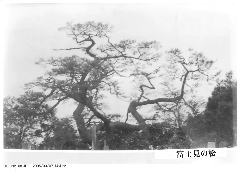 上本郷七不思議富士見の松