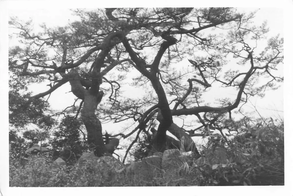 上本郷七不思議富士見の松